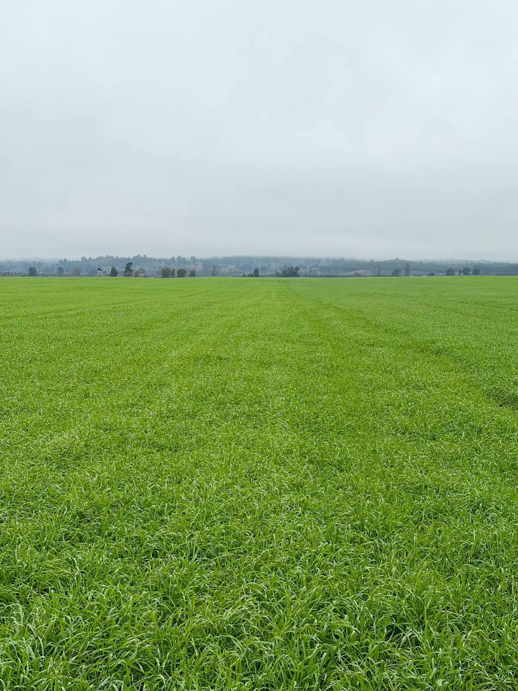Cultivo extensivo